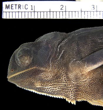 Media type: image; Herpetology R-53262
